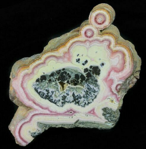 Rhodochrosite Stalactite Slice with Galena Inclusions - Argentina #61252